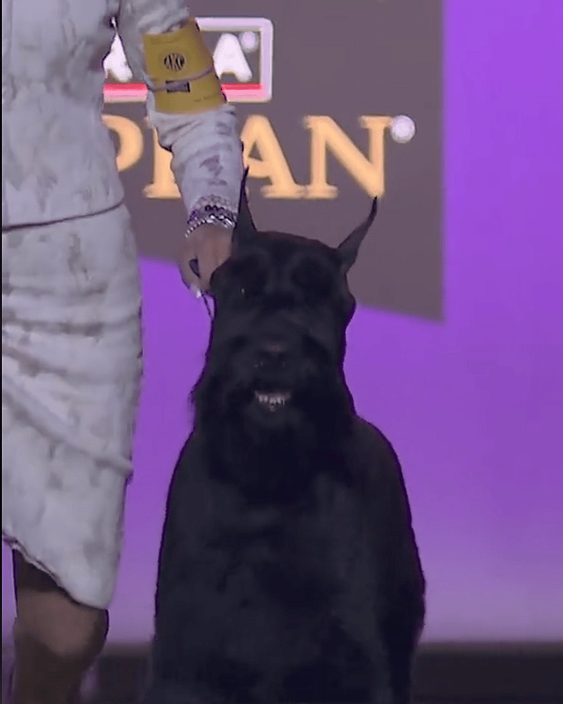 Westminster Kennel Club Dog Show